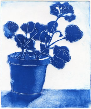 blue monotype of geranium in a pot