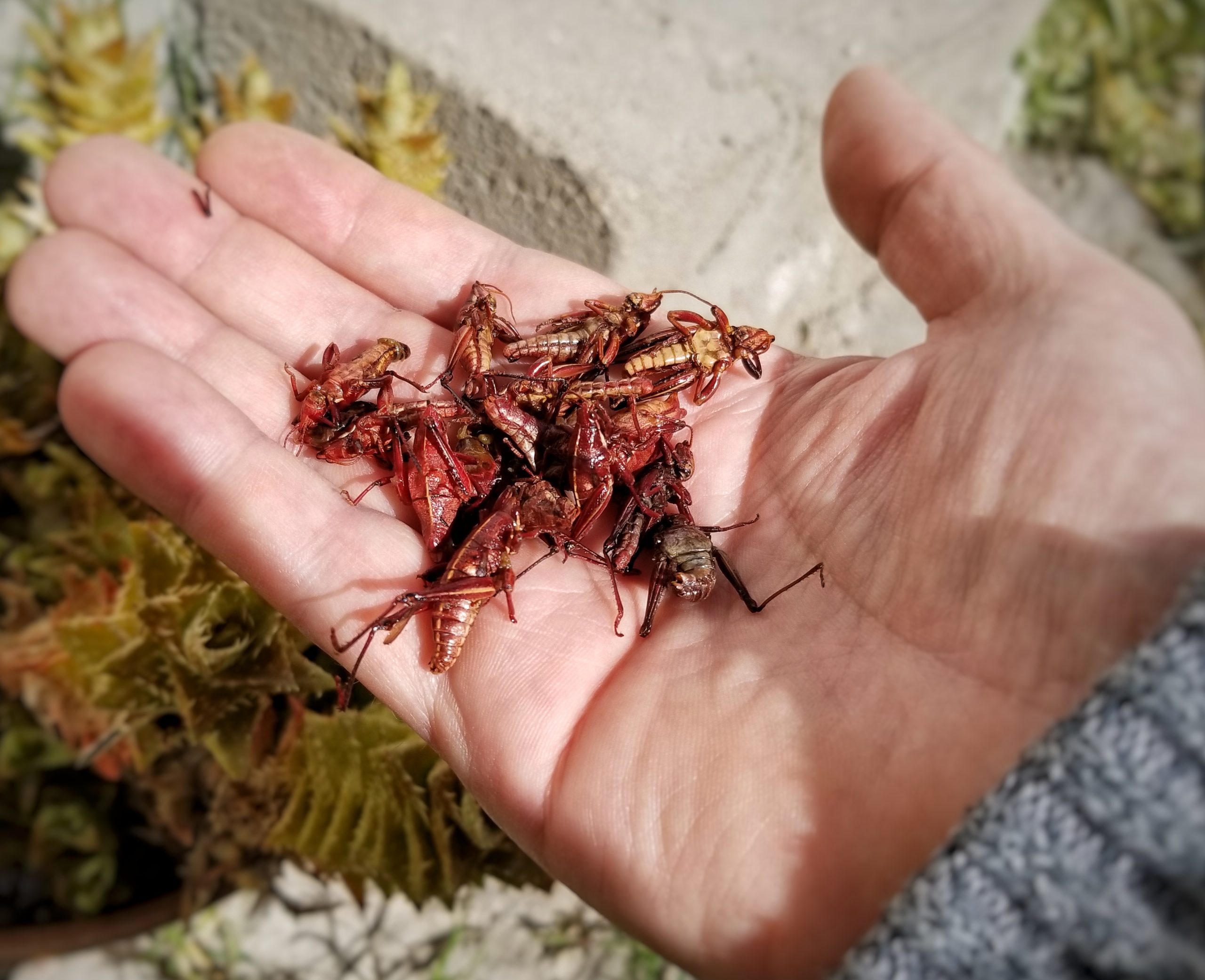 hand with fried grasshoppers