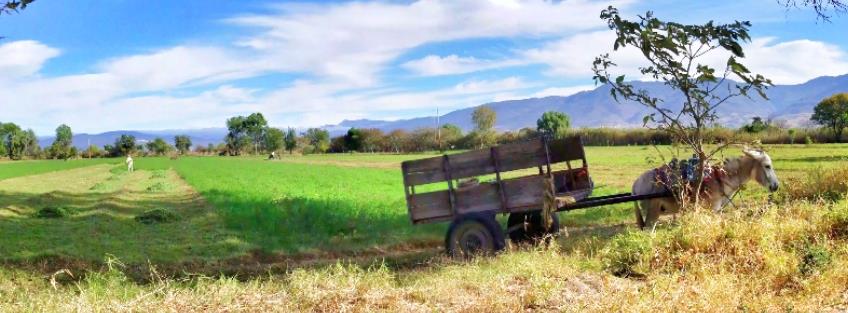 workers in a field with mule pulling a cart in soledad etla oaxaca mexico