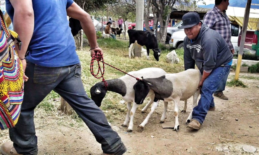 lambs at livestock market in etla oaxaca mexico