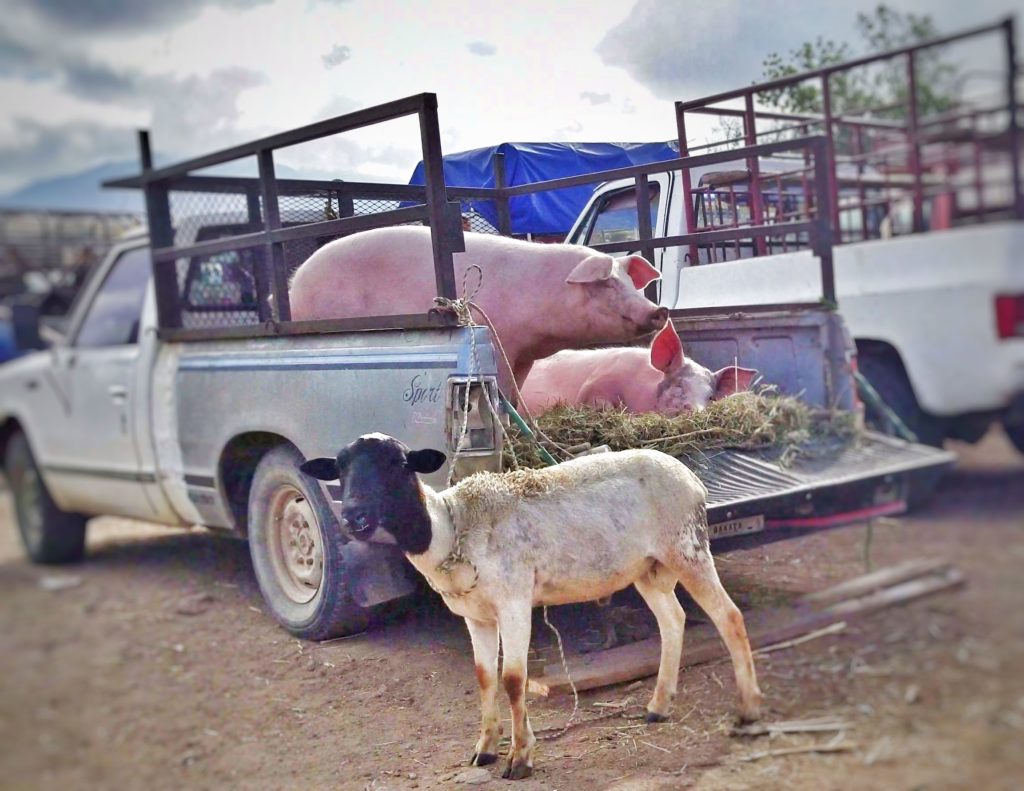 pig and lamb at livestock market in etla oaxaca mexico