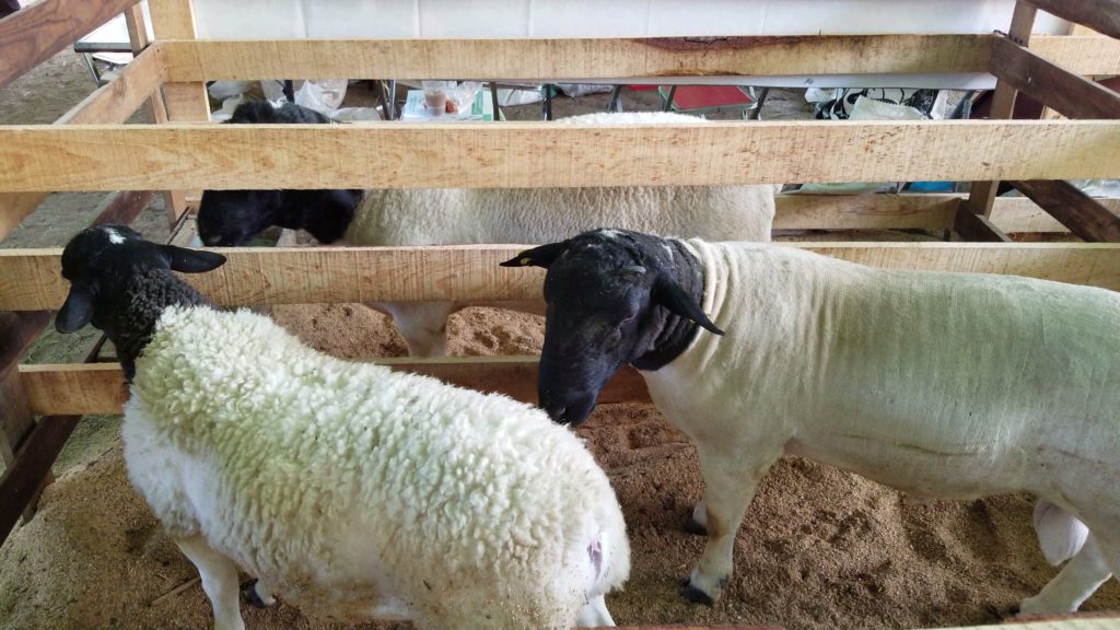sheep in a pen at a fair in san pablo huitzo oaxaca mexico