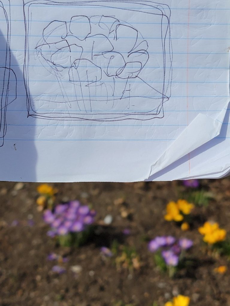 sketch of crocus flowers