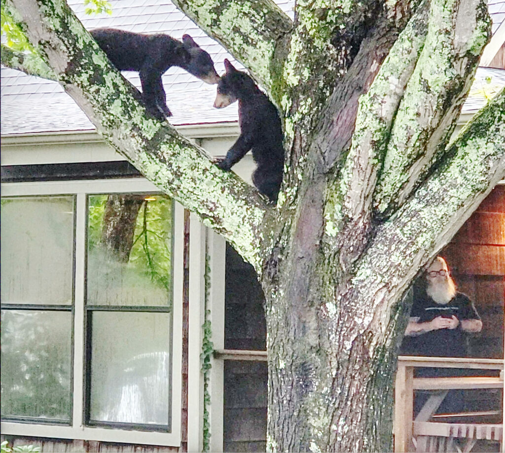 two baby bears playing in a tree. A human bear (artist Mark Errol) watching from the kitcher porch at Arrowmont School of Arts and Crafts.