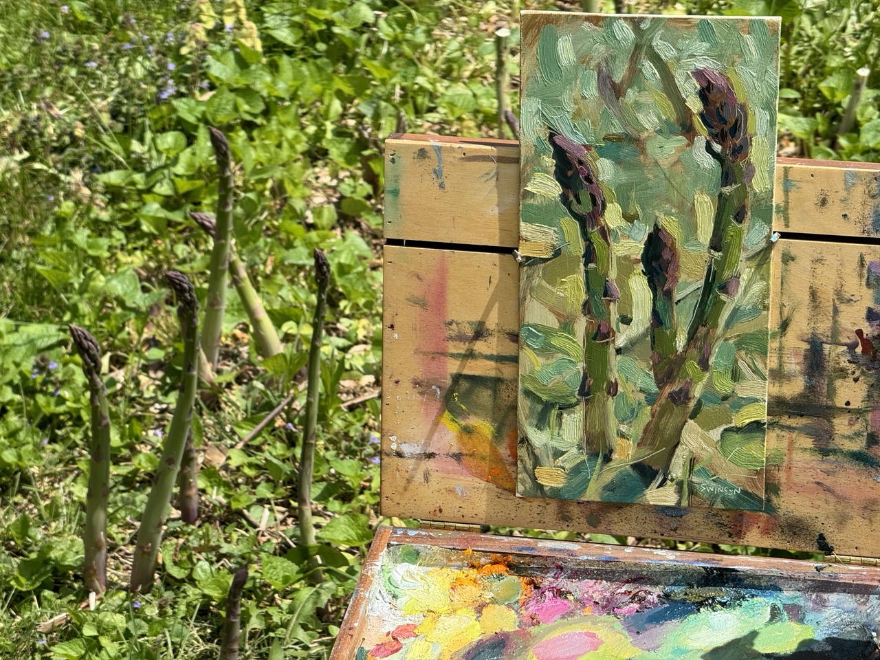 Asparagus – plein air 24 April 2024