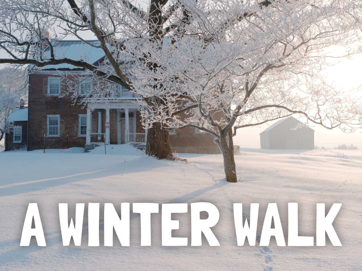 A Winter Walk