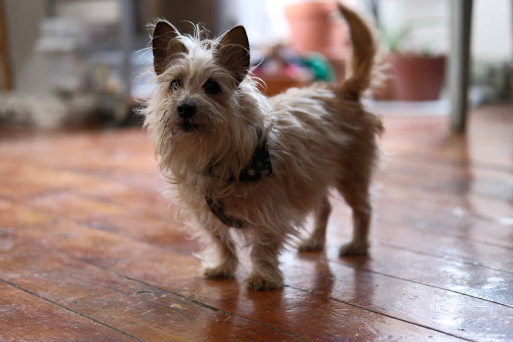 Buddy