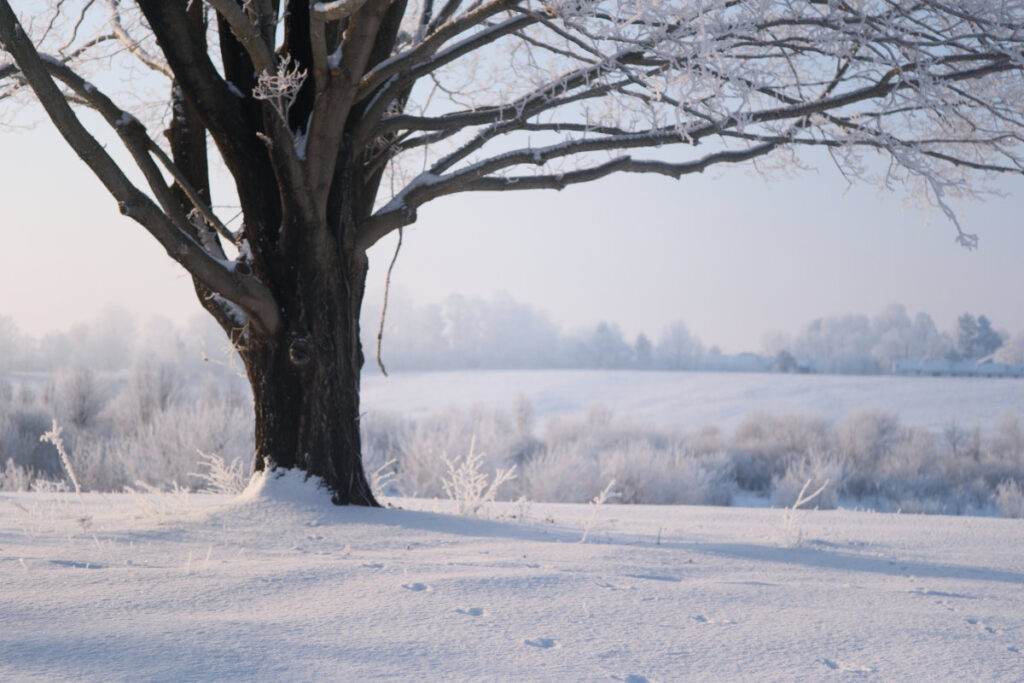 TreeOnSnowyHill